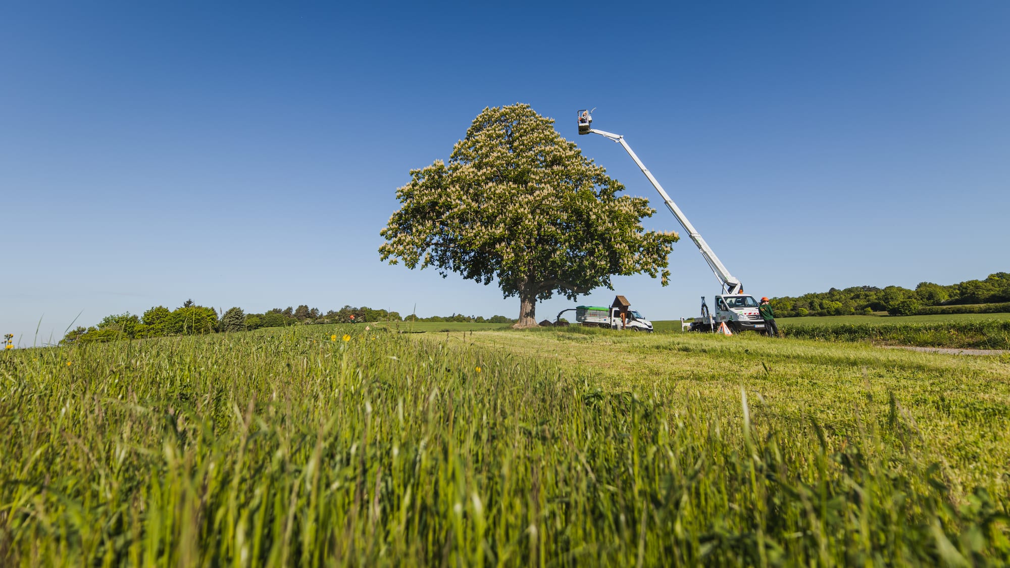 Großer Solitärbaum im Kornfeld