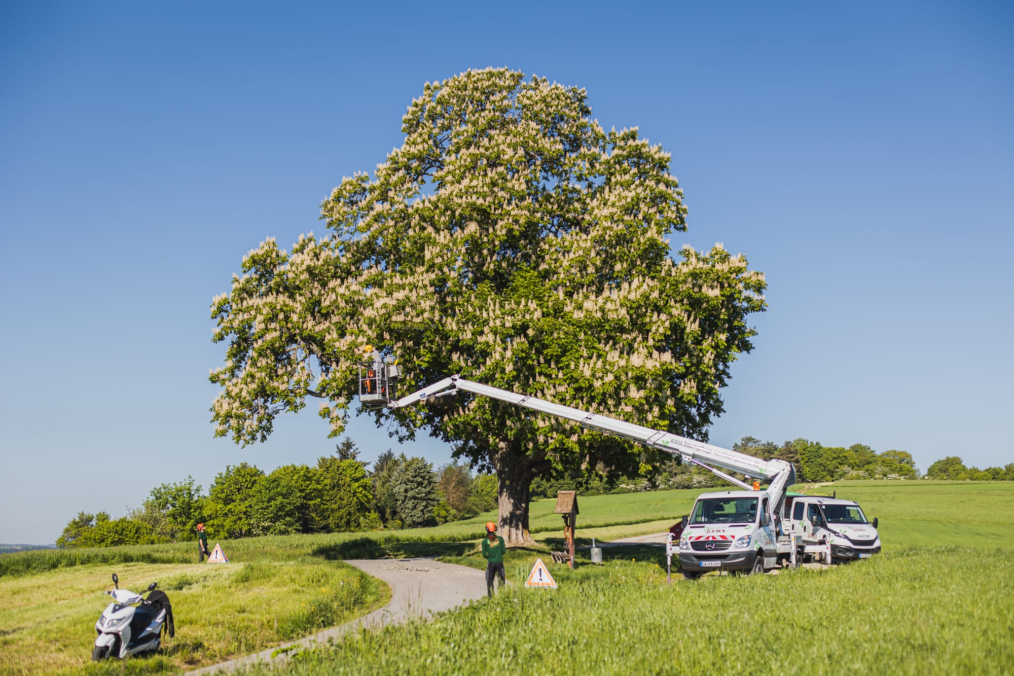 Baumpflege-Einsatz mit Fahrzeug an einem Solitärbaum