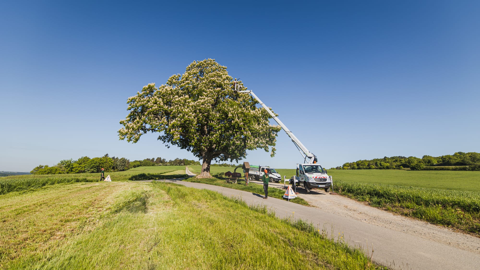 Solitärbaum am Hang mit Feldweg